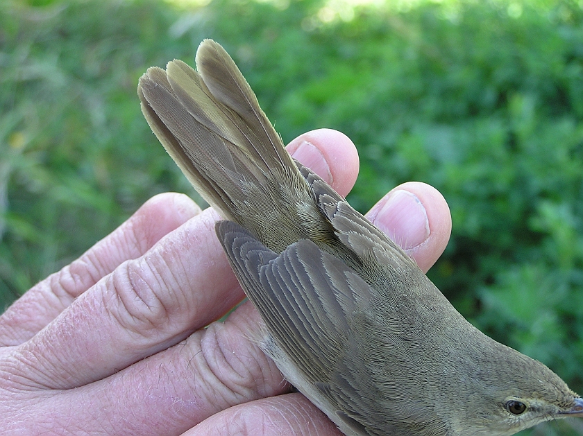 Blyths Reed Warbler, Sundre 20080603